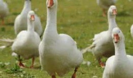 平荣大鹅最新爆料,行业内幕大曝光！